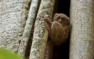 Preview wallpaper tarsier, wood, sit, face, eyes