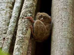 Preview wallpaper tarsier, wood, sit, face, eyes