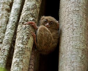 Preview wallpaper tarsier, wood, sit, face, eyes