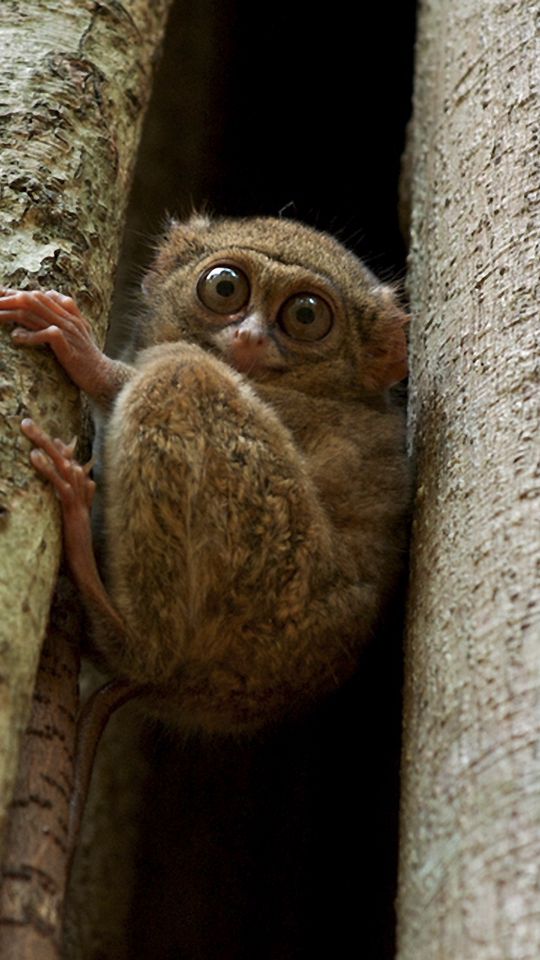 tarsier wallpaper