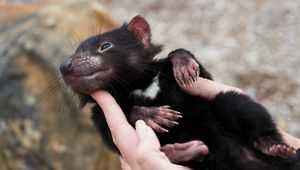 Preview wallpaper tasmanian devil, animal, arm