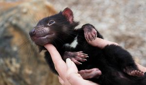 Preview wallpaper tasmanian devil, animal, arm