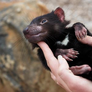 Preview wallpaper tasmanian devil, animal, arm