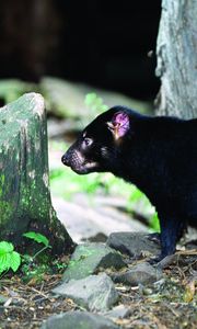 Preview wallpaper tasmanian devil, grass, food, walk