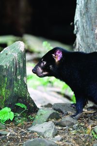 Preview wallpaper tasmanian devil, grass, food, walk