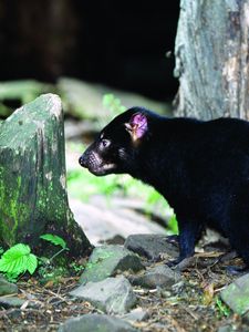 Preview wallpaper tasmanian devil, grass, food, walk