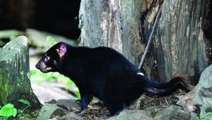 Preview wallpaper tasmanian devil, grass, food, walk