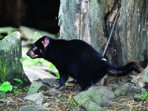 Preview wallpaper tasmanian devil, grass, food, walk