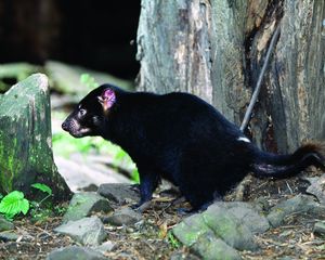 Preview wallpaper tasmanian devil, grass, food, walk