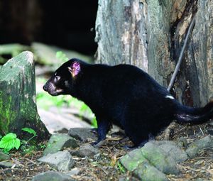 Preview wallpaper tasmanian devil, grass, food, walk