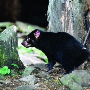 Preview wallpaper tasmanian devil, grass, food, walk