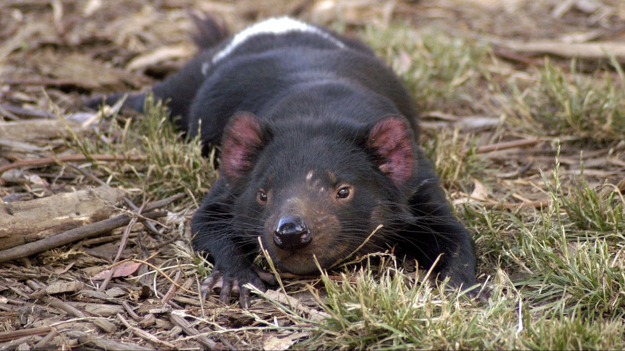 Wallpaper tasmanian devil, grass, small animal, lie