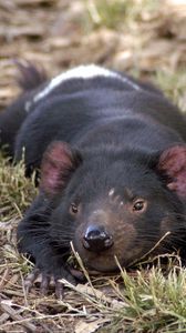 Preview wallpaper tasmanian devil, grass, small animal, lie