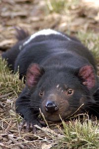 Preview wallpaper tasmanian devil, grass, small animal, lie