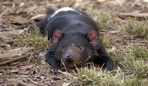 Preview wallpaper tasmanian devil, grass, small animal, lie