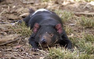 Preview wallpaper tasmanian devil, grass, small animal, lie