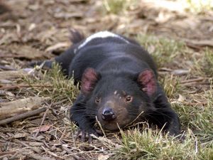 Preview wallpaper tasmanian devil, grass, small animal, lie