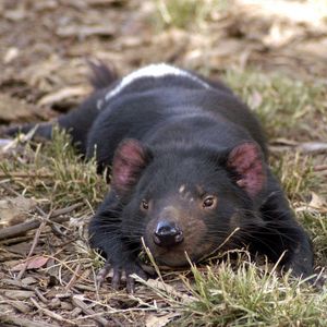 Preview wallpaper tasmanian devil, grass, small animal, lie