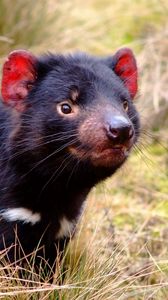 Preview wallpaper tasmanian devil, marsupial, animal, grass