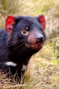 Preview wallpaper tasmanian devil, marsupial, animal, grass