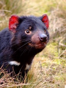 Preview wallpaper tasmanian devil, marsupial, animal, grass