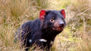 Preview wallpaper tasmanian devil, marsupial, animal, grass