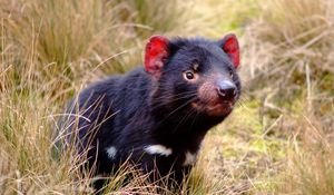 Preview wallpaper tasmanian devil, marsupial, animal, grass