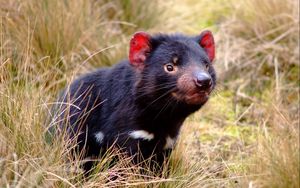 Preview wallpaper tasmanian devil, marsupial, animal, grass