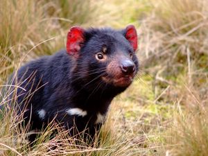 Preview wallpaper tasmanian devil, marsupial, animal, grass