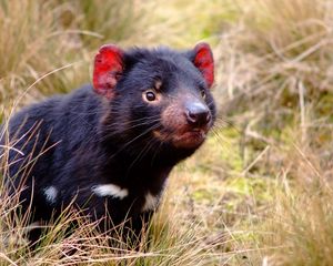 Preview wallpaper tasmanian devil, marsupial, animal, grass