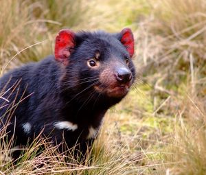 Preview wallpaper tasmanian devil, marsupial, animal, grass