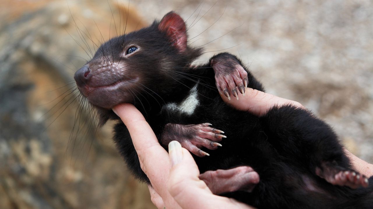 Wallpaper tasmanian devil, marsupial, animal, lying, arms