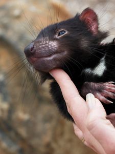 Preview wallpaper tasmanian devil, marsupial, animal, lying, arms