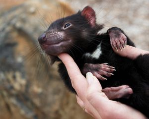 Preview wallpaper tasmanian devil, marsupial, animal, lying, arms