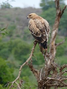 Preview wallpaper tawny eagle, eagle, predator, bird, driftwood