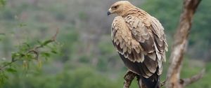 Preview wallpaper tawny eagle, eagle, predator, bird, driftwood