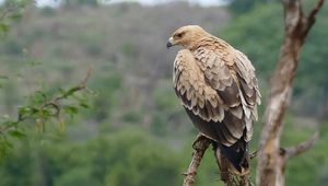 Preview wallpaper tawny eagle, eagle, predator, bird, driftwood