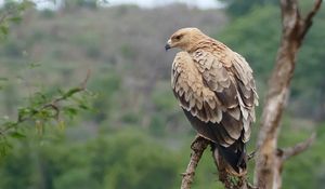 Preview wallpaper tawny eagle, eagle, predator, bird, driftwood