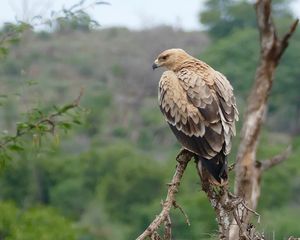 Preview wallpaper tawny eagle, eagle, predator, bird, driftwood