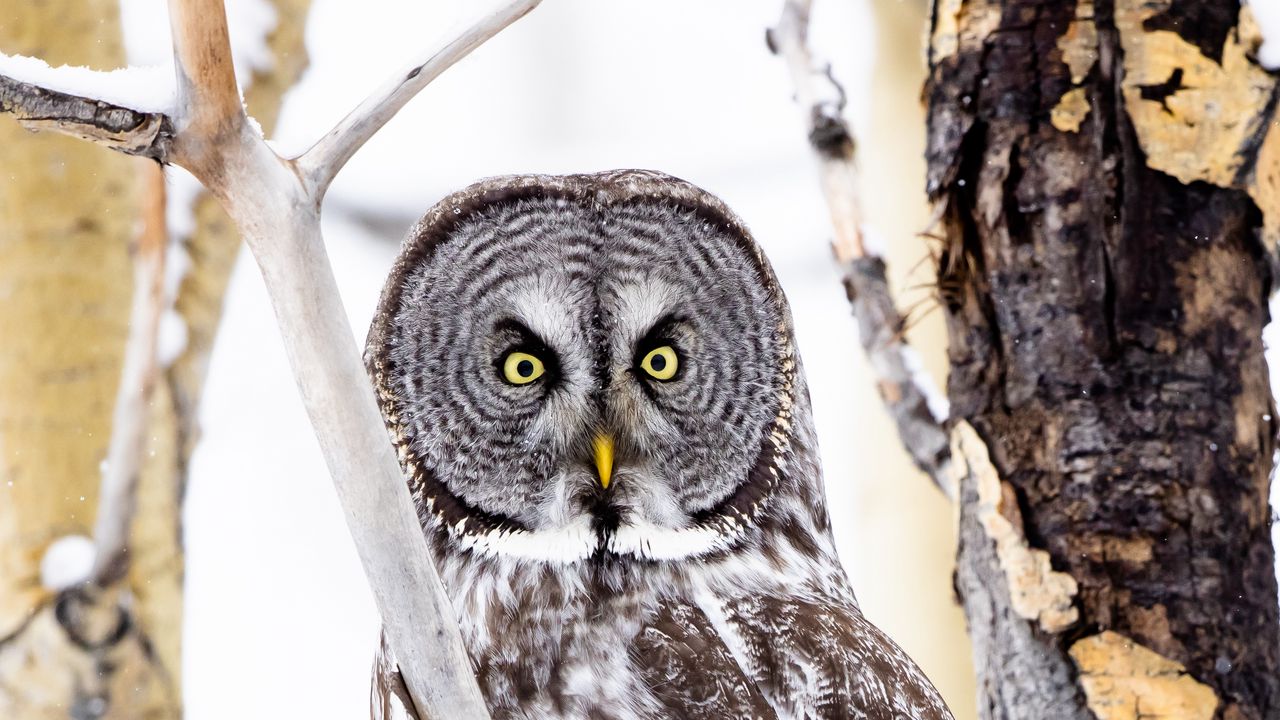 Wallpaper tawny owl, owl, bird, glance, tree, branches