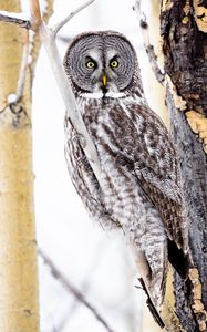 Preview wallpaper tawny owl, owl, bird, glance, tree, branches