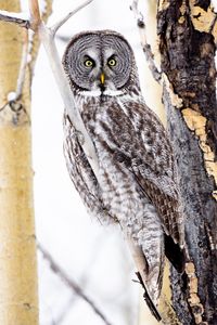 Preview wallpaper tawny owl, owl, bird, glance, tree, branches