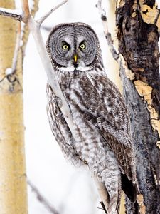 Preview wallpaper tawny owl, owl, bird, glance, tree, branches