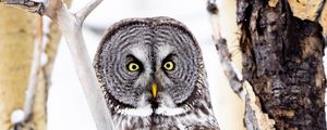 Preview wallpaper tawny owl, owl, bird, glance, tree, branches