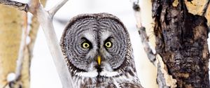 Preview wallpaper tawny owl, owl, bird, glance, tree, branches