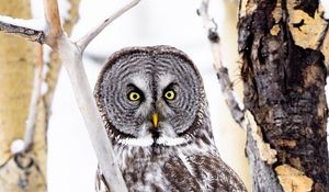 Preview wallpaper tawny owl, owl, bird, glance, tree, branches