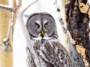 Preview wallpaper tawny owl, owl, bird, glance, tree, branches