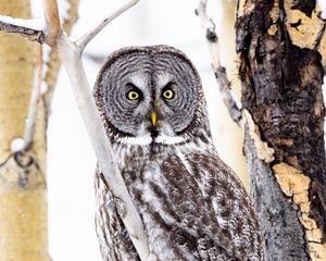 Preview wallpaper tawny owl, owl, bird, glance, tree, branches