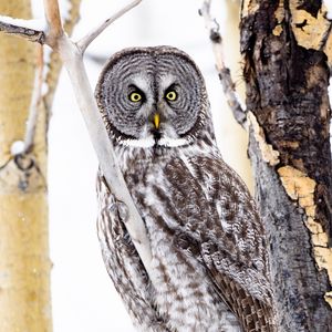 Preview wallpaper tawny owl, owl, bird, glance, tree, branches