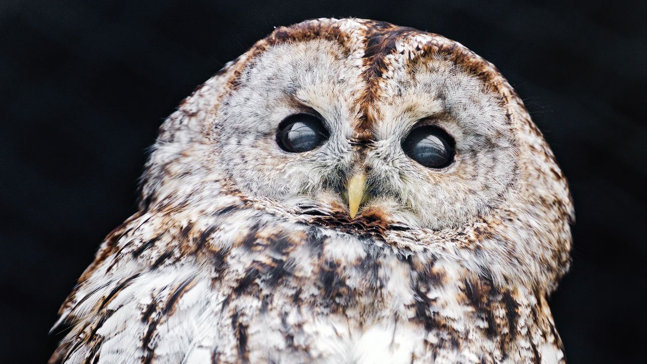 Wallpaper tawny owl, owl, bird, wildlife